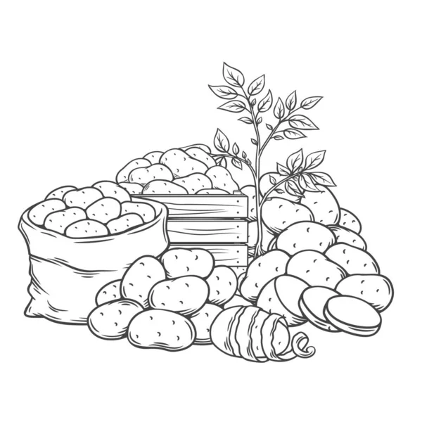 马铃薯块茎轮廓手绘单色 — 图库矢量图片