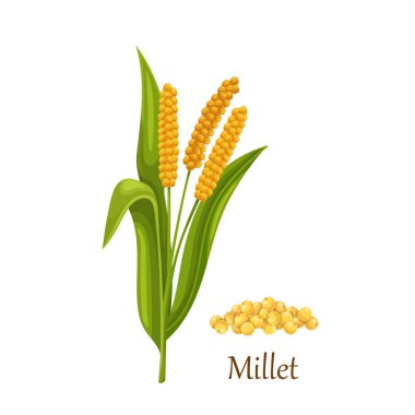 Millet çimen tahıl ya da tahıl
