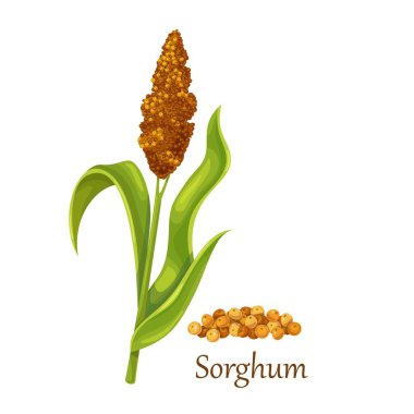 Sorghum or Indian mille clipart