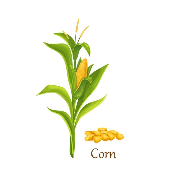 Corn plant with cob and flowers.