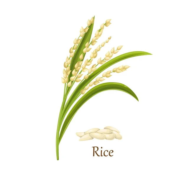 Sementes de arroz da grama Oryza sativa — Vetor de Stock