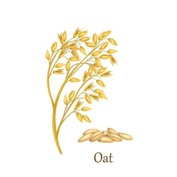 Graminées oléagineuses céréales — Image vectorielle