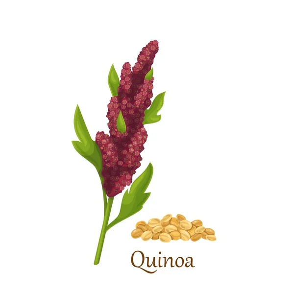 Kvinoa-nurmikasvit — vektorikuva