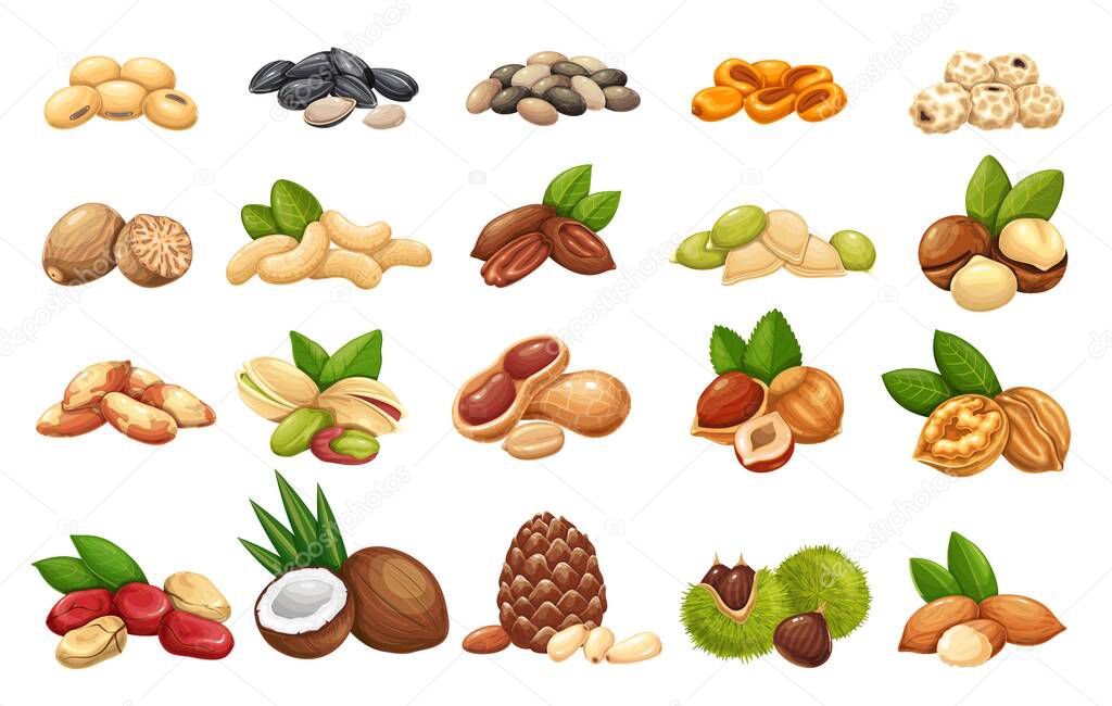 Nuts, seeds and grains icons vector set. Cola nut, peanut, sunflower seeds, pistachio, cashew, coconut and hazelnut. Macadamia, almond, corn nuts, nutmeg, chestnuts or chufa tigernuts and ets.
