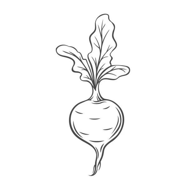 Symbolbild für Rübengemüse — Stockvektor