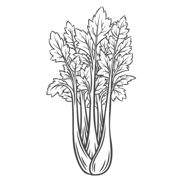 Icono de esquema de verduras de apio — Vector de stock