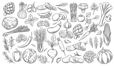 Sebze Icons set anahat.