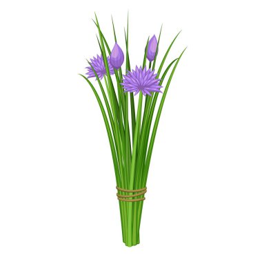 Chives vector illustration.