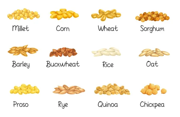 谷类作物、谷类种子 — 图库矢量图片
