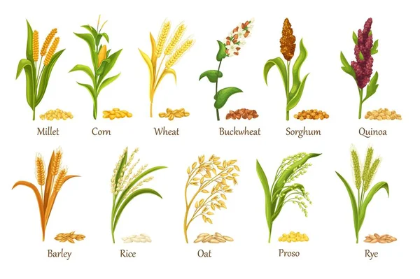 Sementes de plantas de cereais de gramíneas, sementes de grãos de heap — Vetor de Stock