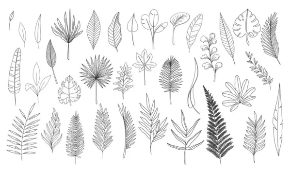 Simple línea de arte hojas tropicales. — Archivo Imágenes Vectoriales