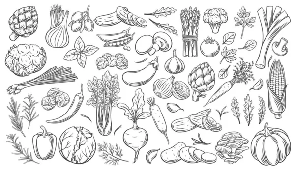 Conjunto de iconos de esquema de verduras. — Archivo Imágenes Vectoriales