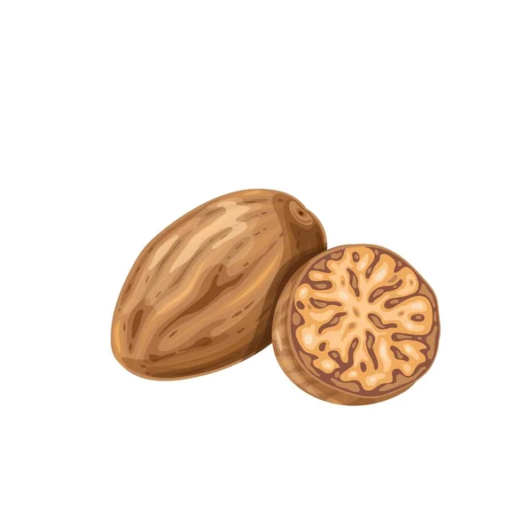 Ilustrasi vektor nutmeg. - Stok Vektor