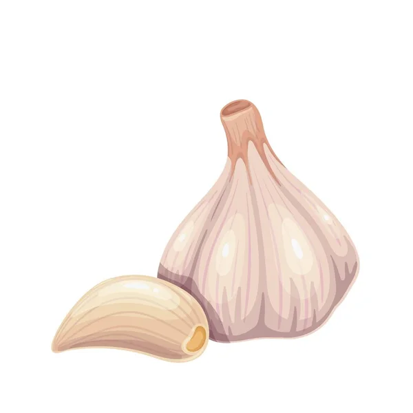 Garlic vector illustration. — Stock Vector