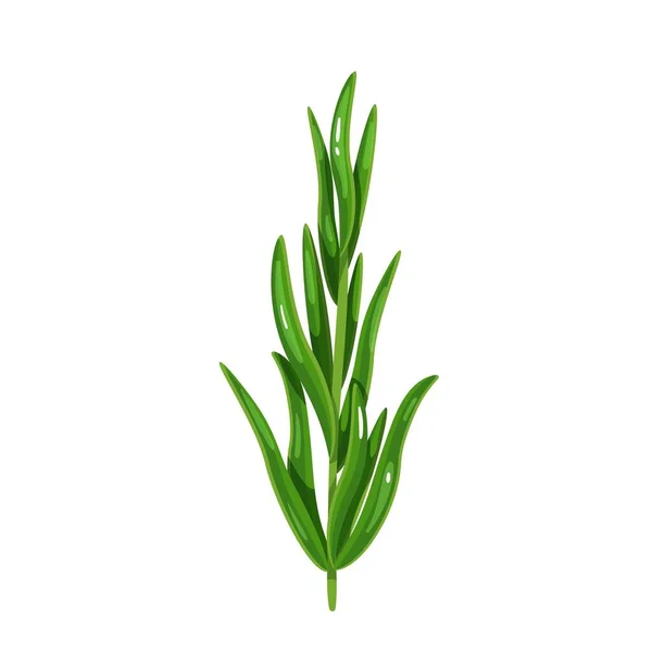 Tarragon vector illustration. — Stok Vektör