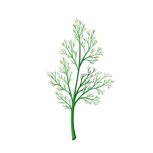 Dill, fänkål vektor illustration. — Stock vektor