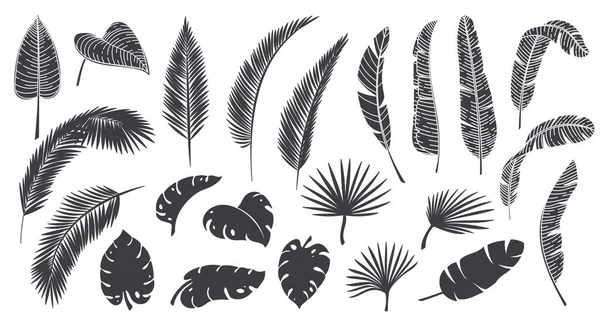 热带树叶的轮廓 — 图库矢量图片