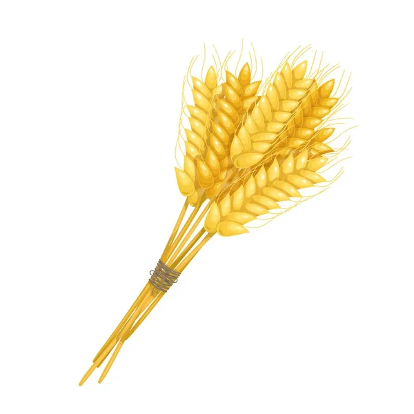 Gaine d'épis de blé — Image vectorielle