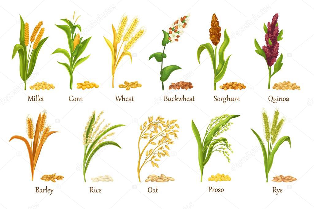 Grasses cereal crops plant, heap grains seeds