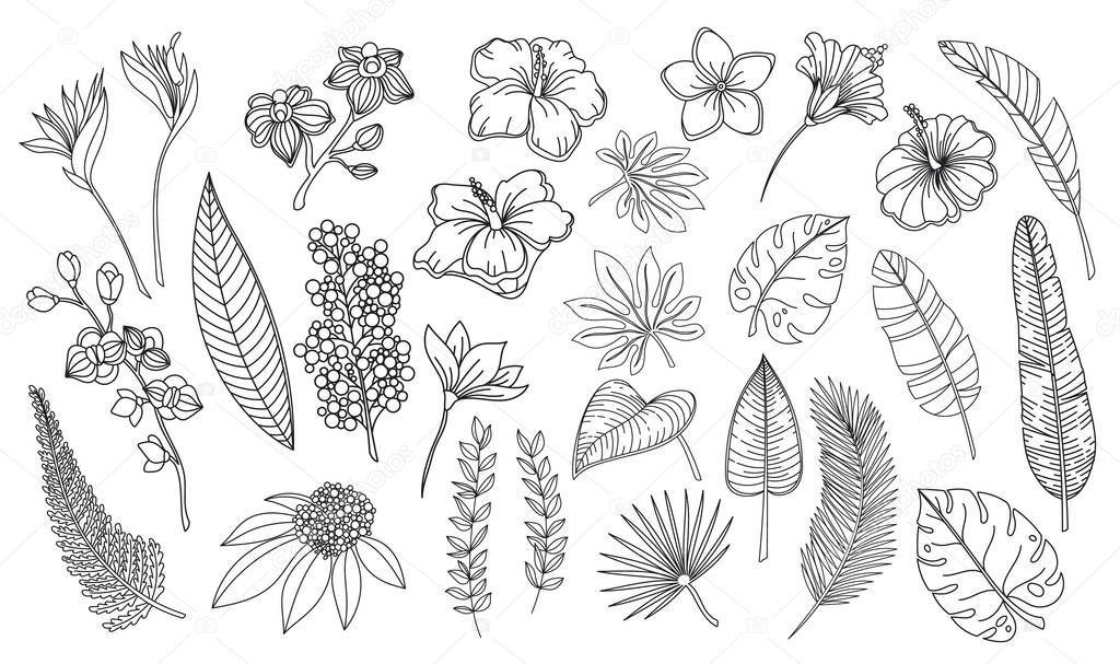 Line art tropical leaves and flowers