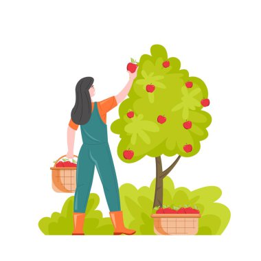 Kadın bahçıvan sepetlere elma topluyor.