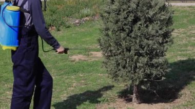 Arka bahçe Haşere Kontrol Spreyi. Bahçede süzülen küçük bir ağaç