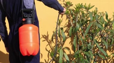 Arka bahçe Haşere Kontrol Spreyi. Bahçede süzülen küçük bir ağaç