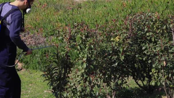 Ogród Ogród Pest Control Spraying. Małe natryskiwanie drzewa w ogrodzie — Wideo stockowe