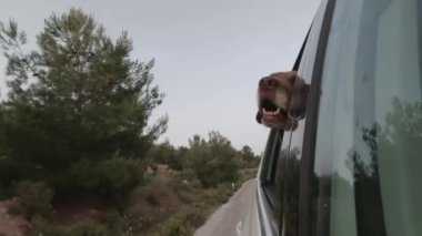 Köpek arabaya biner ve açık pencereden dışarı bakar..