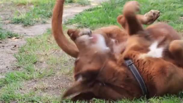 Очаровательный коричневый лабрадор отдыхает в саду — стоковое видео