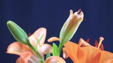 Zambakların zambakları siyah arkaplanda çiçek açıyor. Yakın plan.