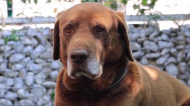 Şirin kahverengi labrador bahçede dinleniyor.