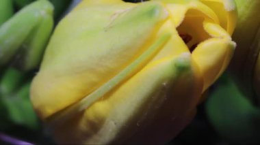 Zambakların zambakları siyah arkaplanda çiçek açıyor. Yakın plan.