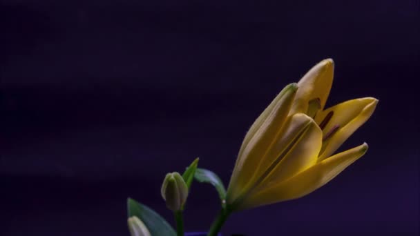 Timelapse of Lilies flower blooming on black background close up — Stock Video