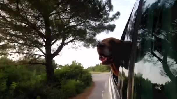 Pies jedzie samochodem i wygląda przez otwarte okno.. — Wideo stockowe