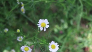 Yeşil alanda beyaz papatyalar