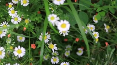 Yeşil alanda beyaz papatyalar