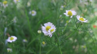 Yeşil alanda beyaz papatyalar