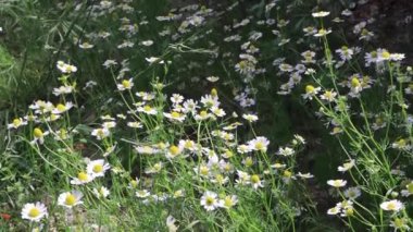 Yeşil alanda beyaz papatyalar