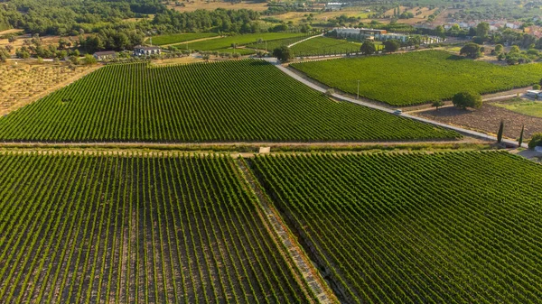 Campos de viñedos soleados en Urla, Turquía —  Fotos de Stock