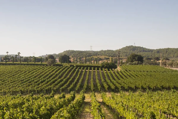 Campos de vinhas ensolarados em Urla, Turquia — Fotografia de Stock