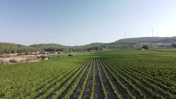 Sonnige Weinfelder in Urla, Türkei — Stockvideo