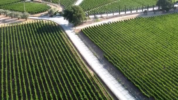 Sonnige Weinfelder in Urla, Türkei — Stockvideo