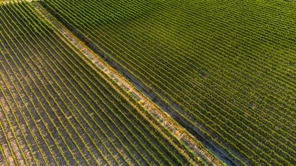 Sunny vineyard fields in Urla, Turkey — Stock Photo, Image
