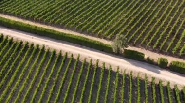 Urla, Türkiye 'de güneşli üzüm bağları