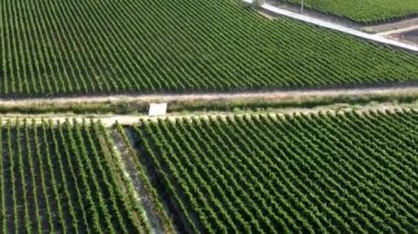 Urla, Türkiye 'de güneşli üzüm bağları