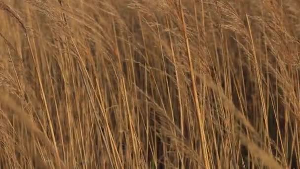 乾燥した野生の黄金のわら畑 — ストック動画