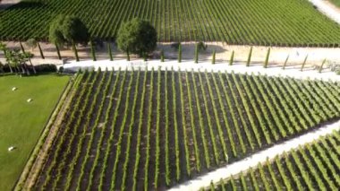 Urla, Türkiye 'de güneşli üzüm bağları