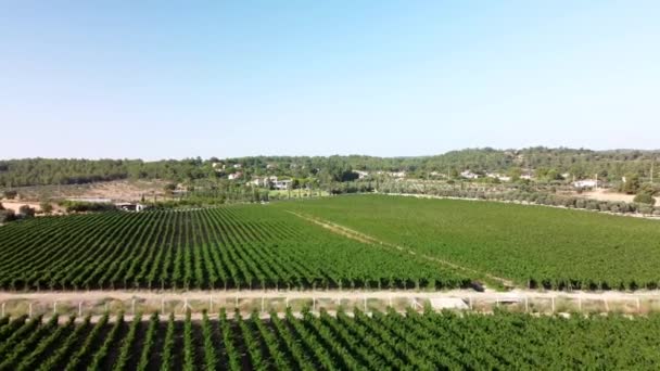 Sonnige Weinfelder in Urla, Türkei — Stockvideo