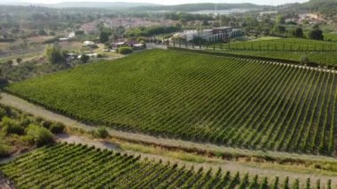 Urla, Türkiye 'de güneşli üzüm bağları